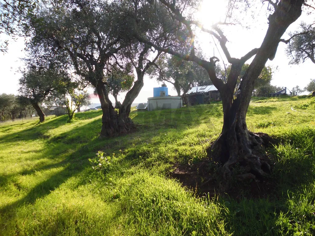 Jardin - Agricultural Land with Olive Trees in Pisticci