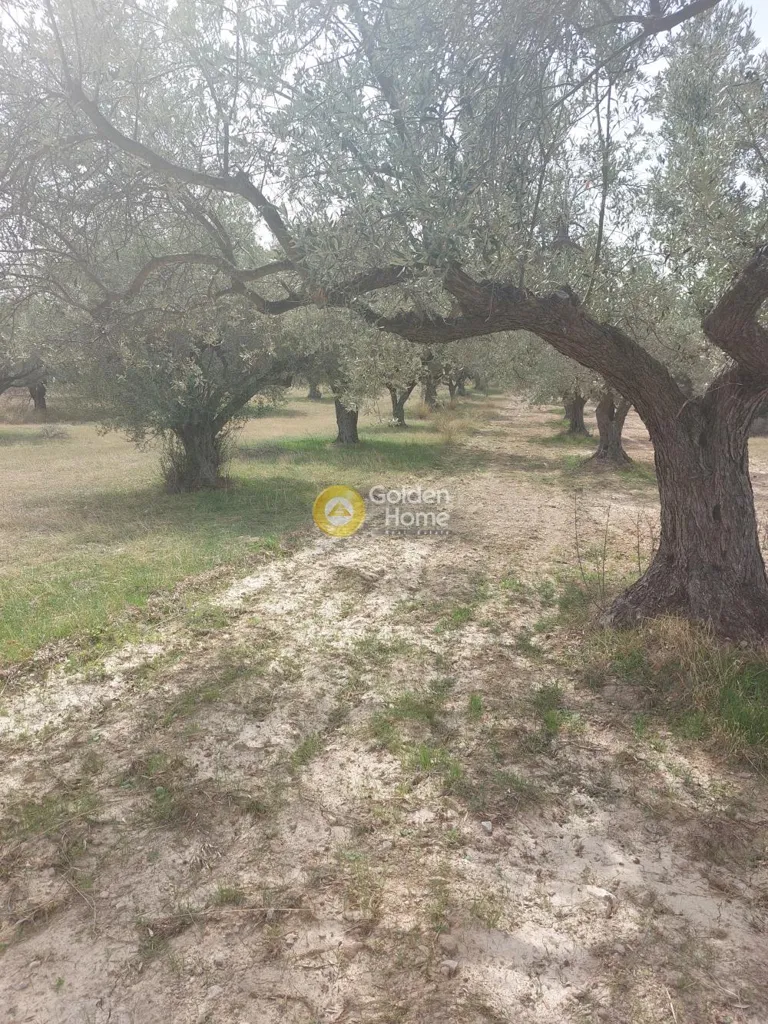 Jardin - Agricultural Plot with Olive Trees in Keratea
