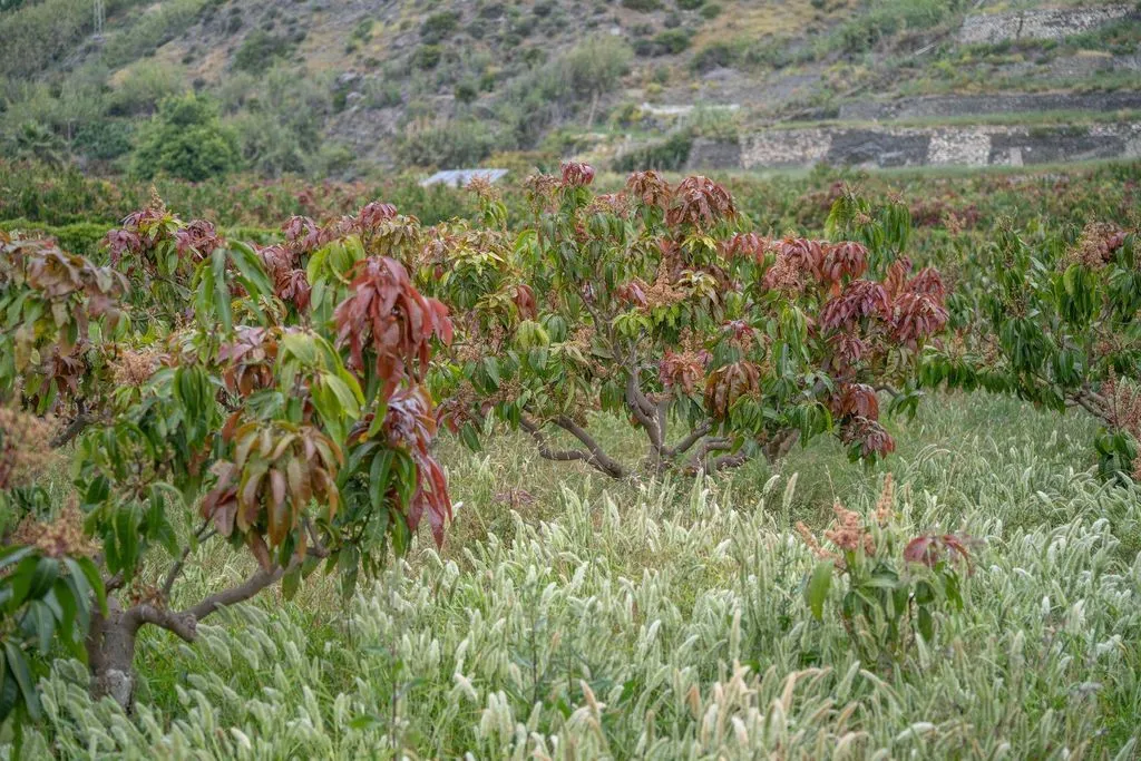 Aed - Development Land with Sea View in Salobreña