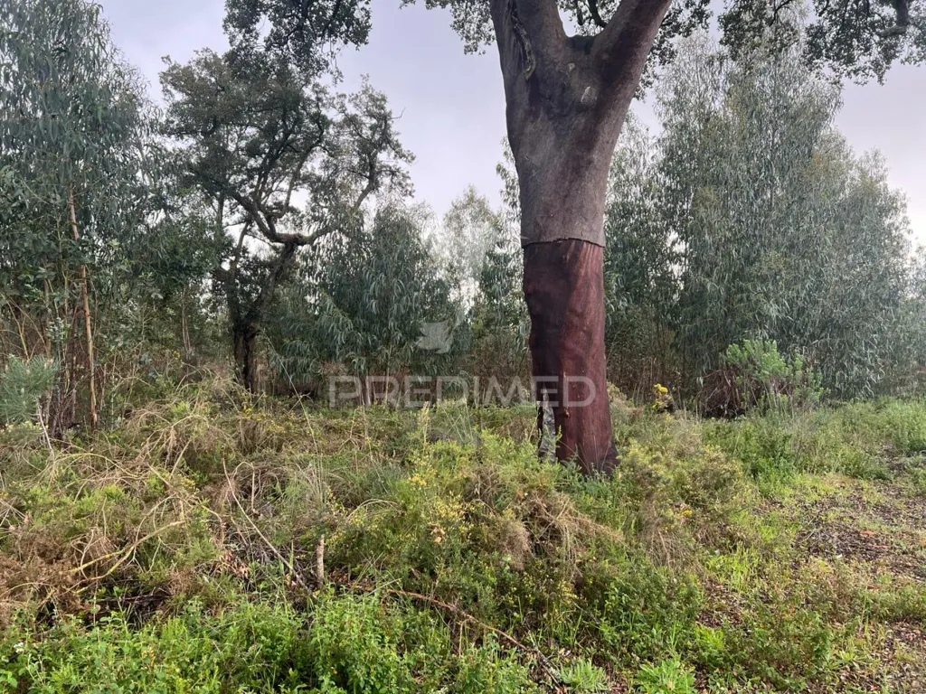Jardin - Rustic Land with Eucalyptus in Palmela