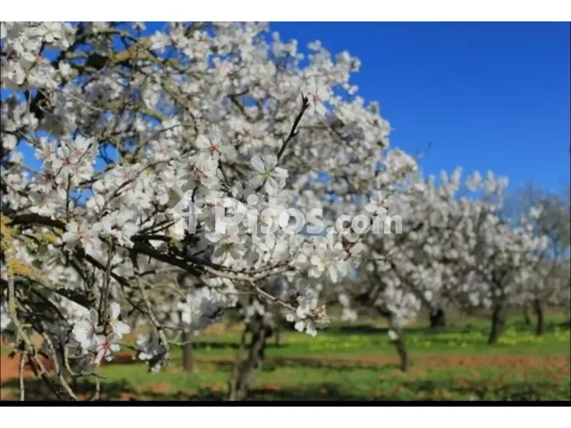 Jardin - Rustic Finca with Almond Trees in Urda