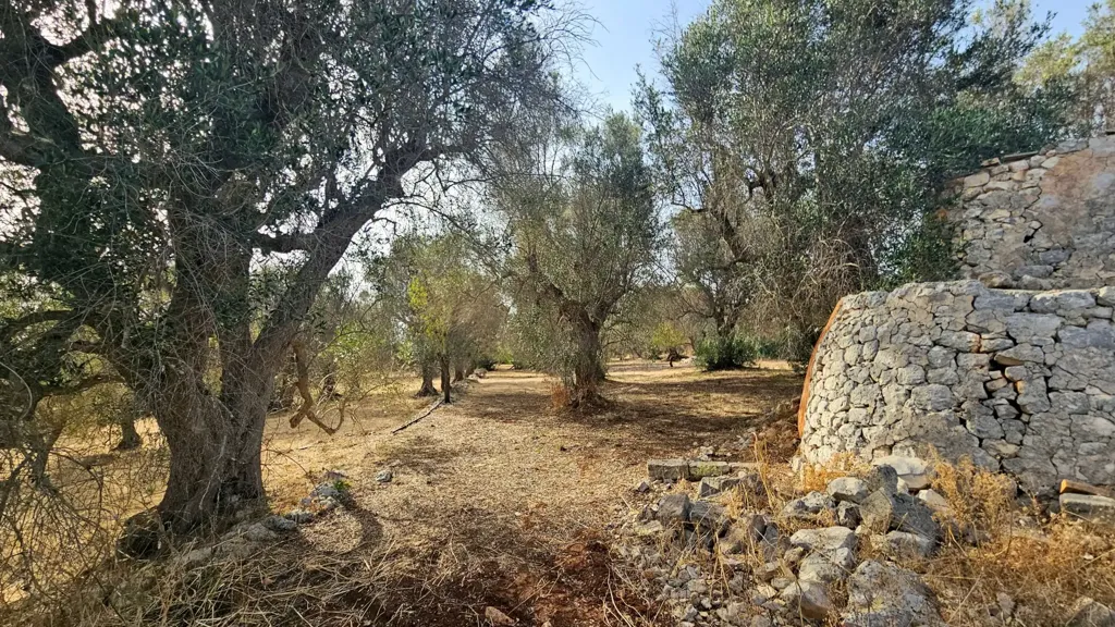 Jardin - Trullo with Olive Grove in Carovigno