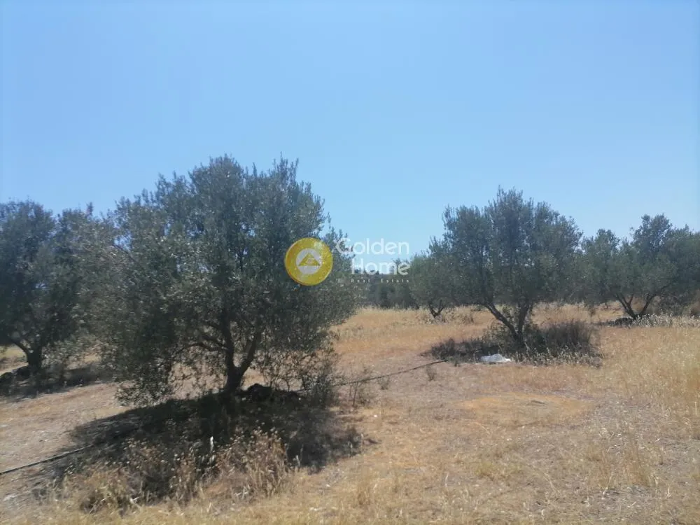 Garden - Buildable Plot with Olive Trees in Phaistos