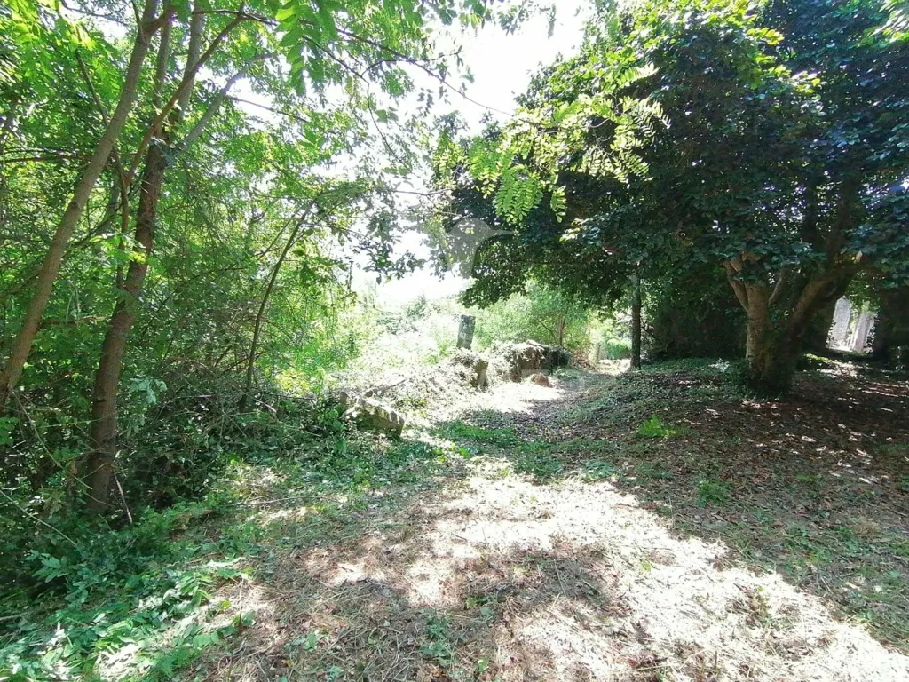 Aed - Rural Quinta with Olive Trees in Douro Region