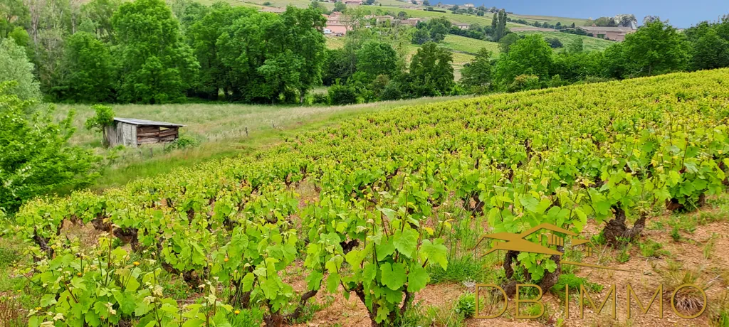 Jardin - Vignes AOC Juliénas dans le Beaujolais