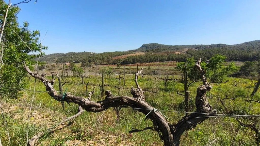 Aed - Boutique Vineyard with Winery in Priorat