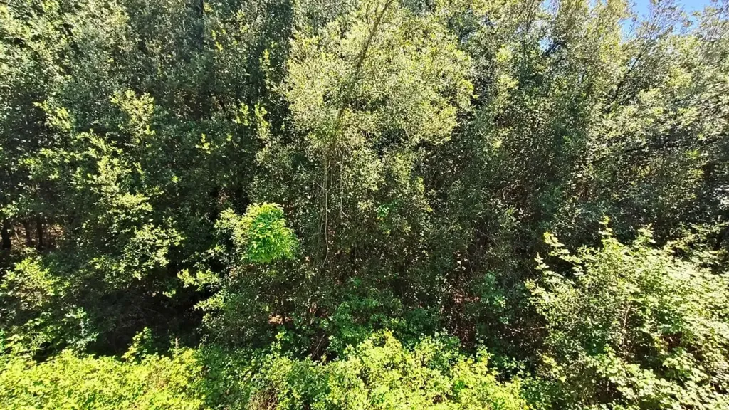 Aed - Villa with Private Park in Amelia