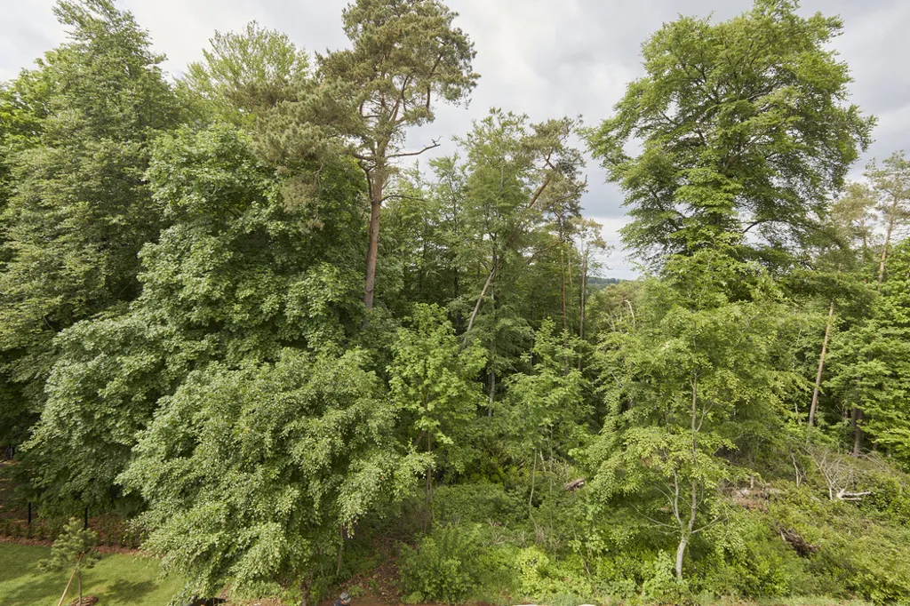 Jardin - Maison Jumelée avec Vue sur Forêt à Bridel