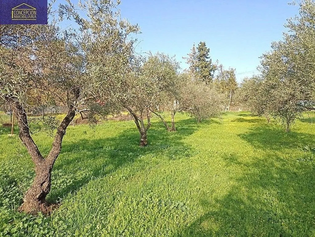 Giardino - Chalet with Pool in Alcolea