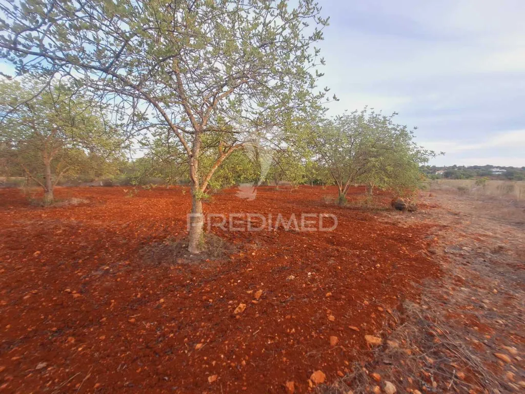 Aed - Rustic Plot near National Road in Vale Judeu