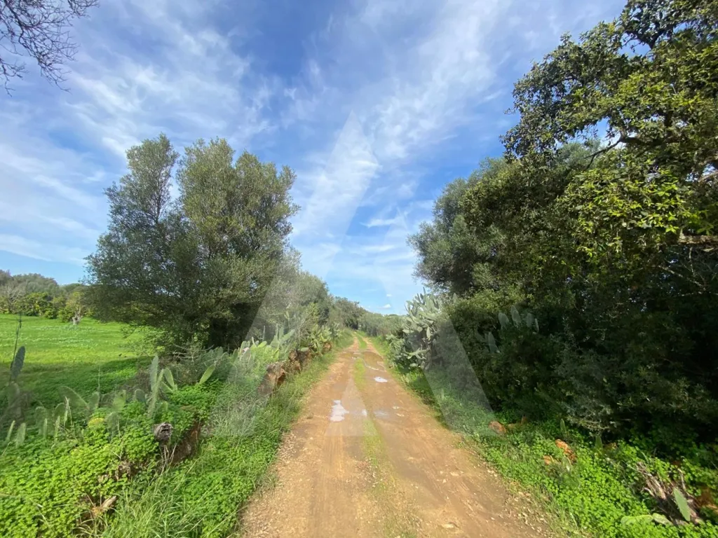 Aed - Rustic Plot with Fruit Trees in Almancil