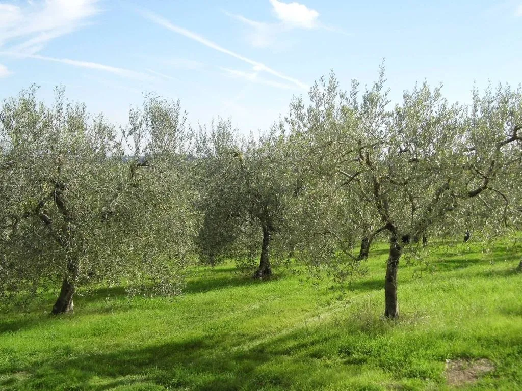 Garden - Vineyard Estate with Olive Grove in Suvereto