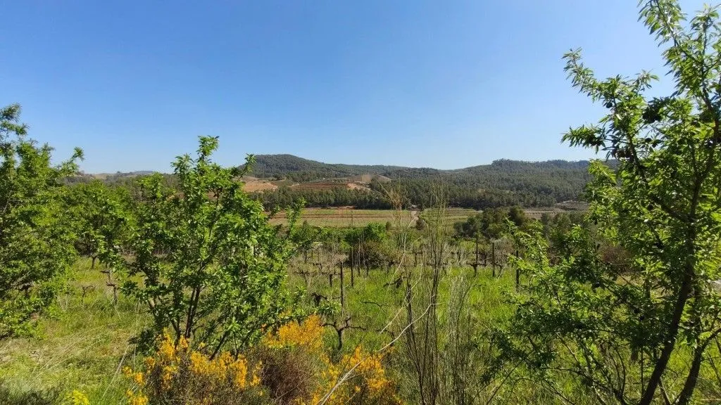 Aed - Boutique Vineyard with Winery in Priorat