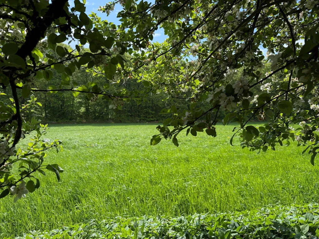 Jardin - Charming Yellow Cottage with Orchard in Scania