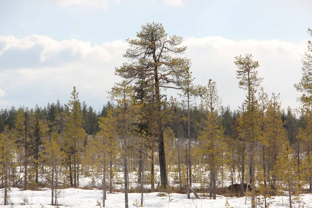 Forest Farm with Hunting in Kangos