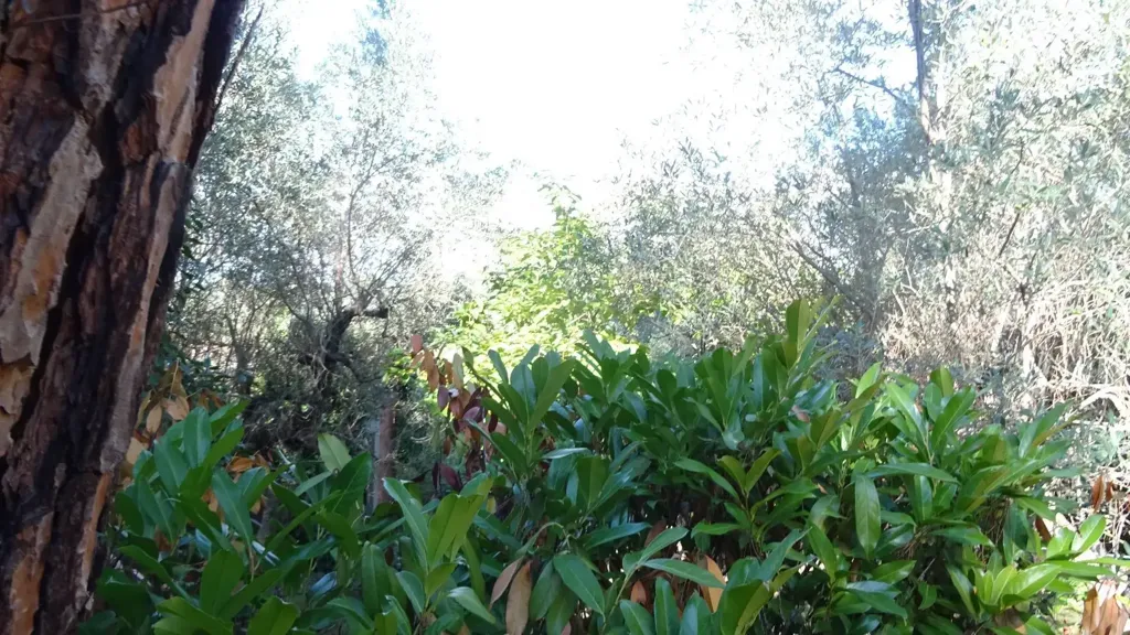 Giardino - Villa panoramica con giardino a Montespertoli
