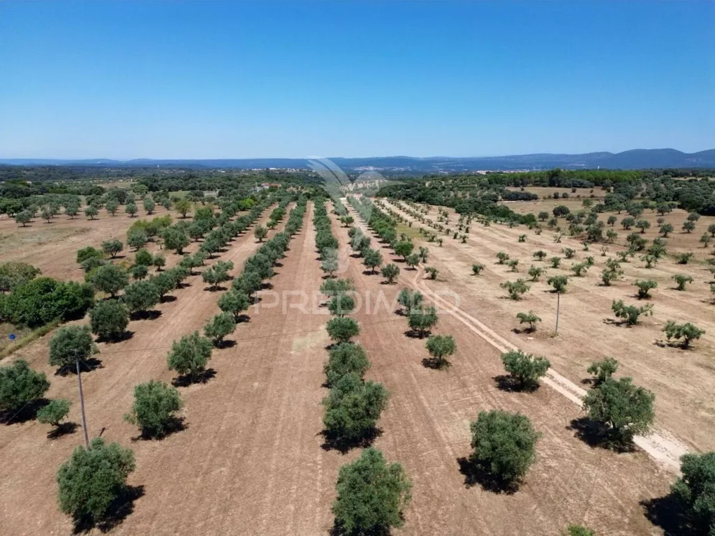 Vue aérienne - Rural Quinta with Olive Grove in Vaqueiros