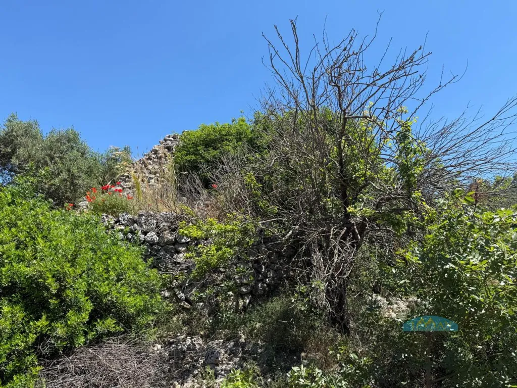Jardin - Trullo with Olive Grove in Ceglie Messapica