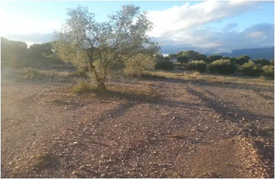 Garden - Buildable Land in Alboloduy, Almería