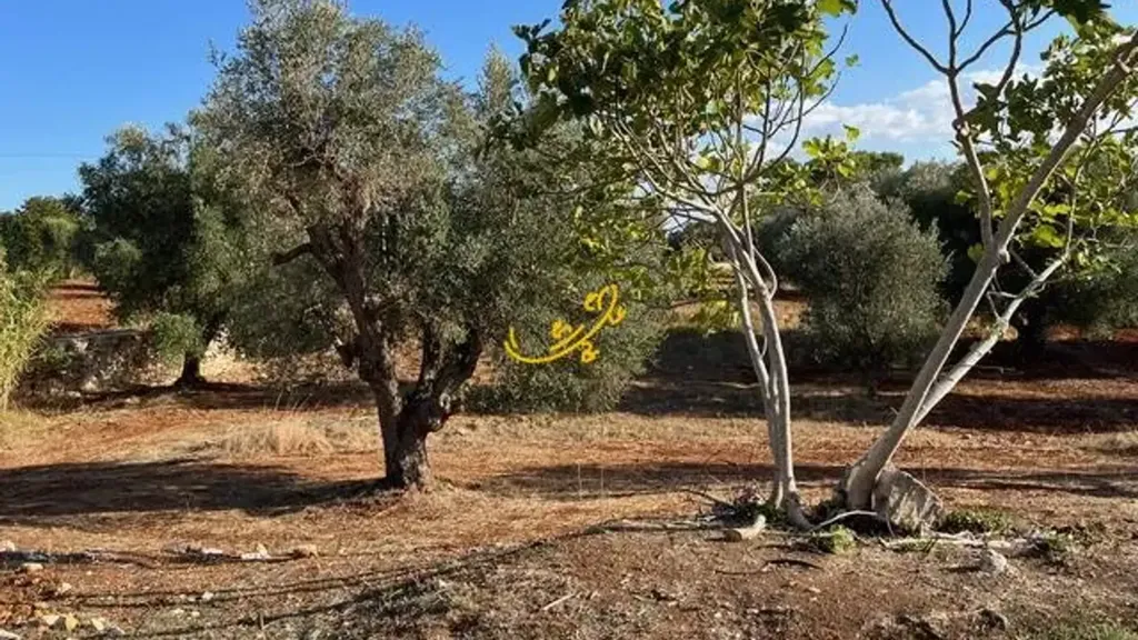 Jardin - Rustic Property with Pool Project in Ceglie Messapica
