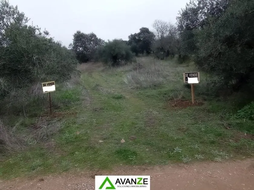 Aed - Agricultural Plot with Olive Trees in Don Alvaro