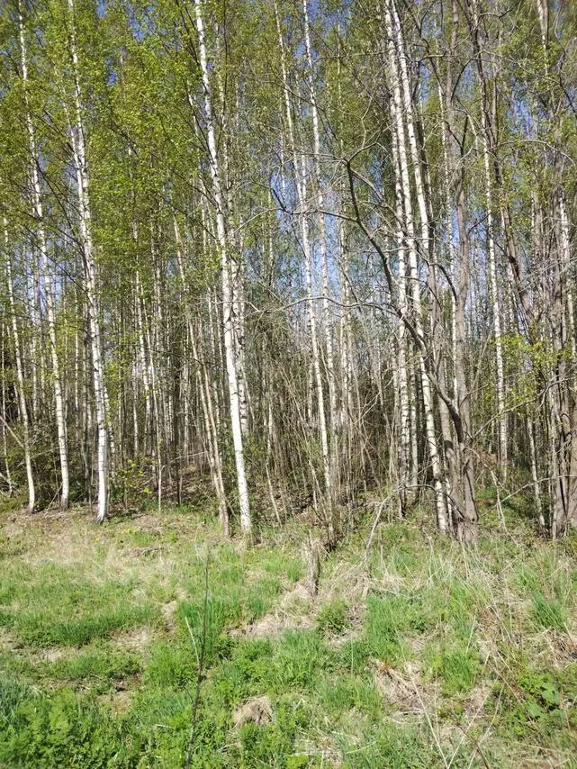 Aed - Undeveloped Plot near Virojoki Centre