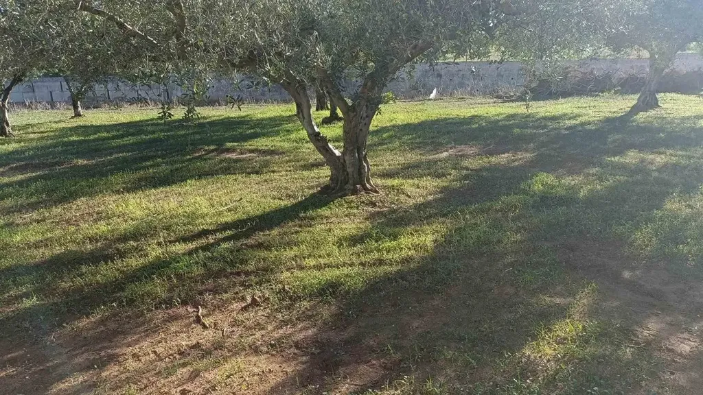 Jardin - Villa with Veranda in Sciacca