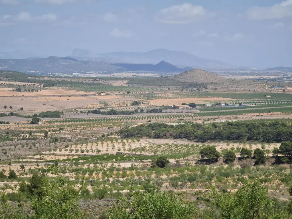 Rural Plot with Orchard Views in Yecla