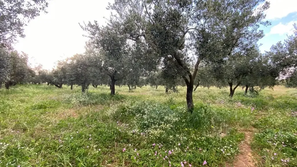 Aed - Olive Grove with Nocellara del Belice, Castelvetrano