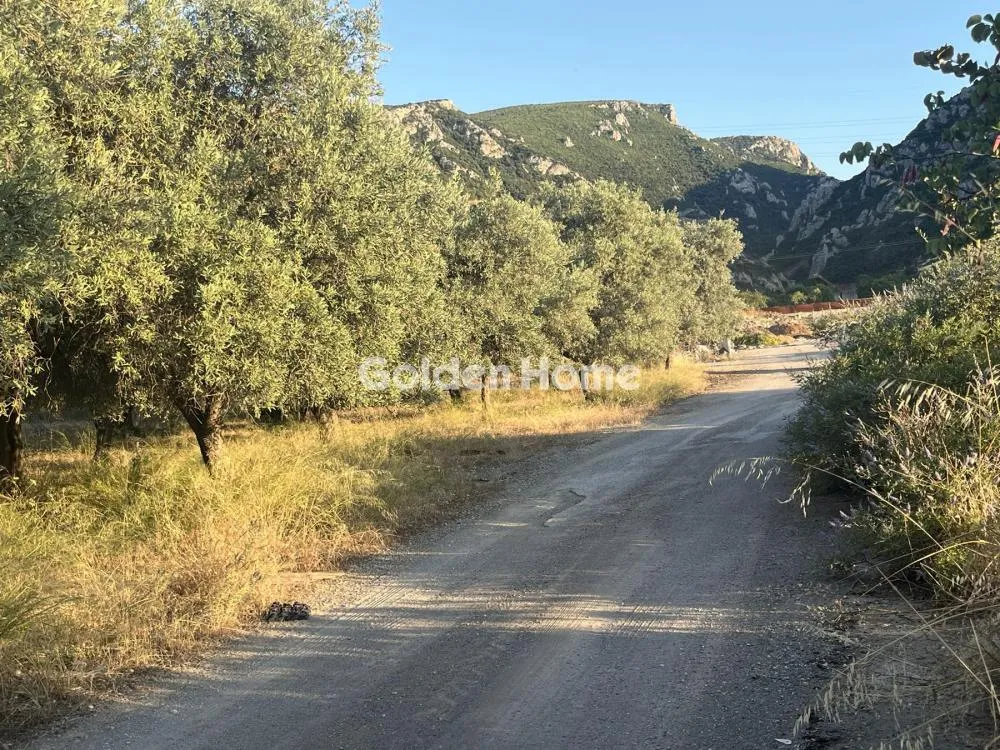 Giardino - Commercial Plot with Olive Trees in Traganá