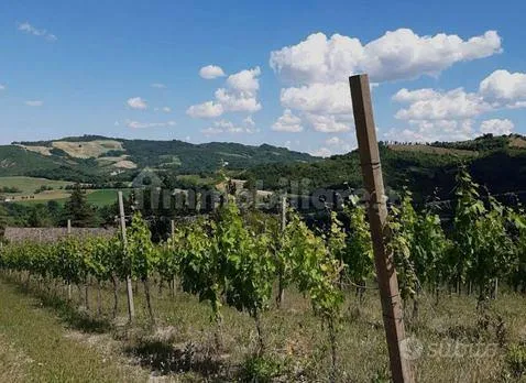 Jardin - Vineyard Farm with Olive Trees near Castrocaro