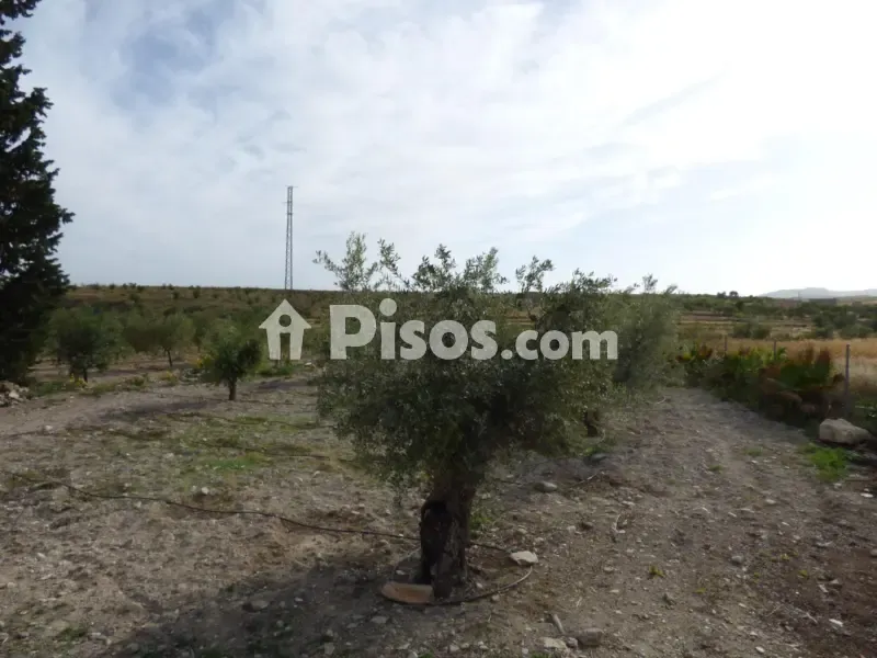 Jardin - Country House with Balsa in Uleila