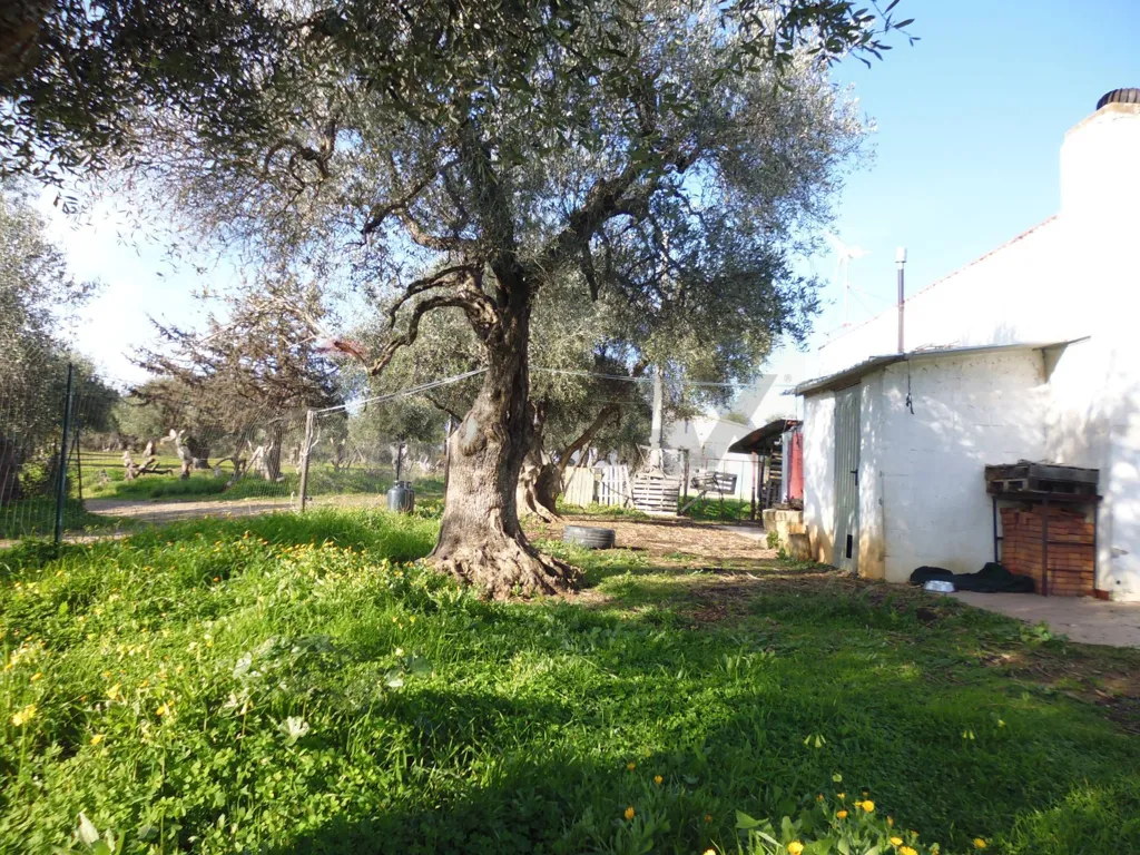 Jardin - Agricultural Land with Olive Trees in Pisticci