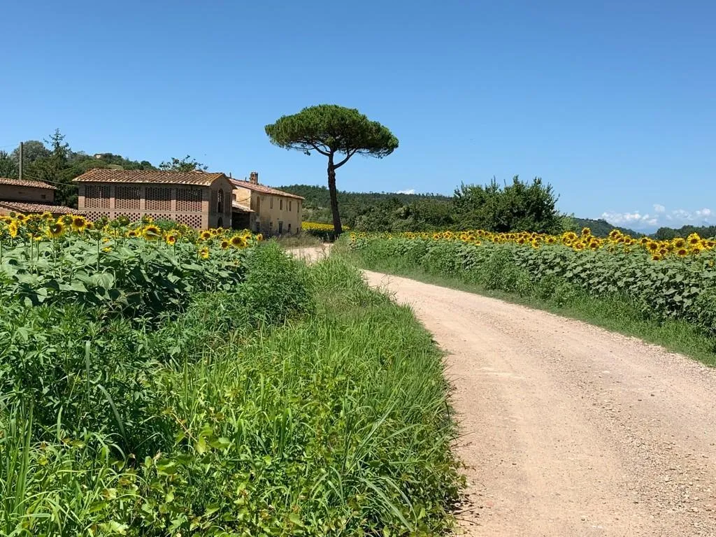 Extérieur - Rustic Farmhouse with Loggia in Montaione