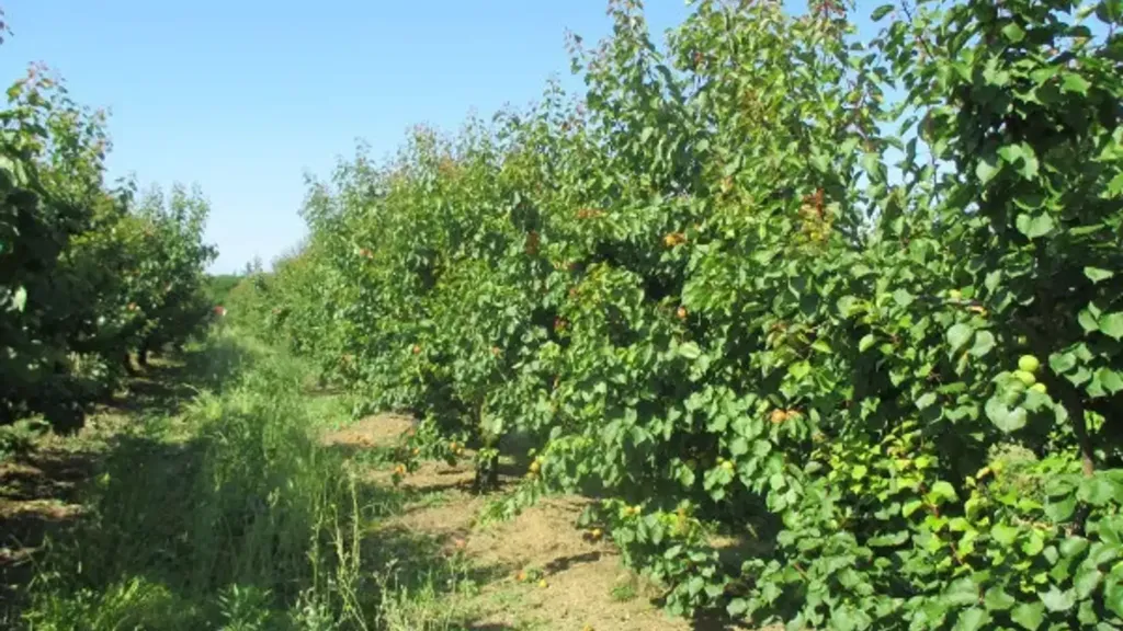 Garden - Rustic Casale with Orchard in Cesena