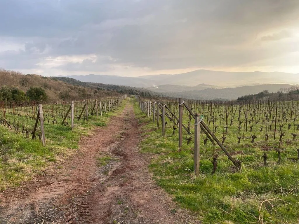 Garden - Vineyard Estate with Olive Grove in Suvereto