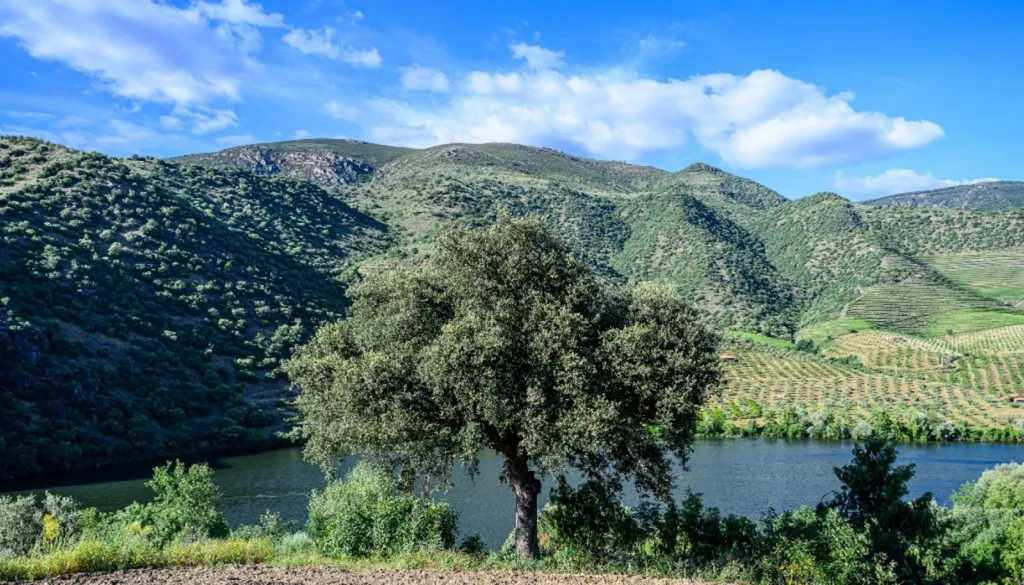 Vineyard with Riverfront in Douro Superior