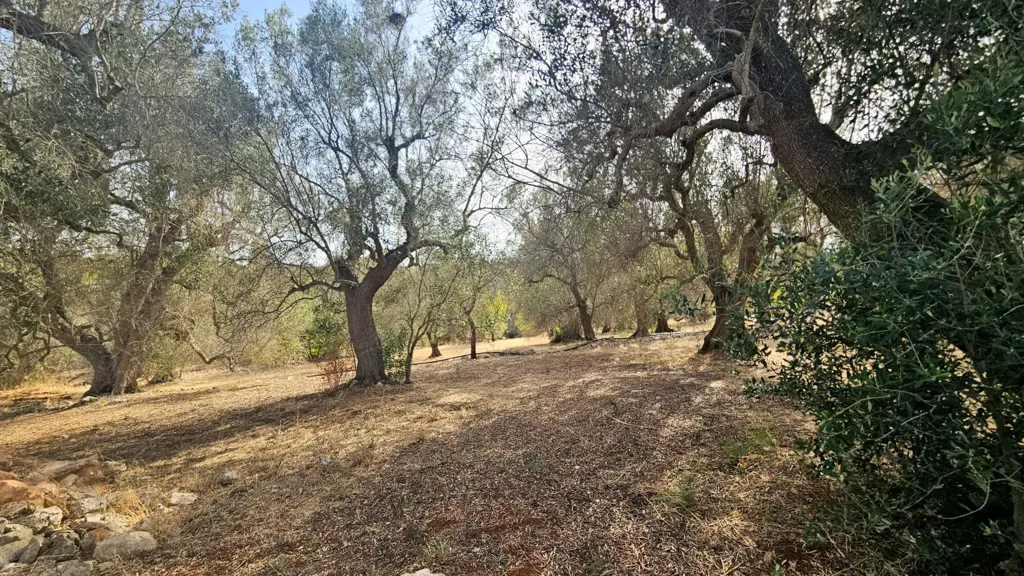 Jardin - Trullo with Olive Grove in Carovigno
