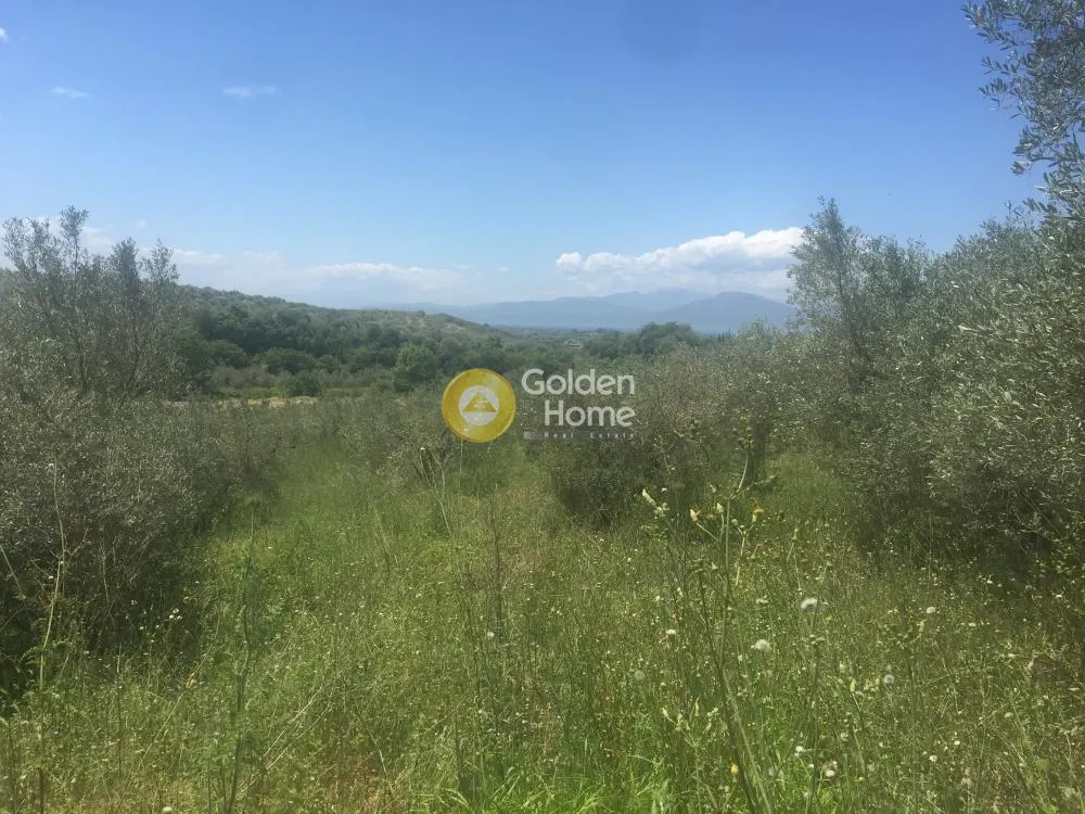 Aed - Agricultural Plot with Olive Trees in Avgoria