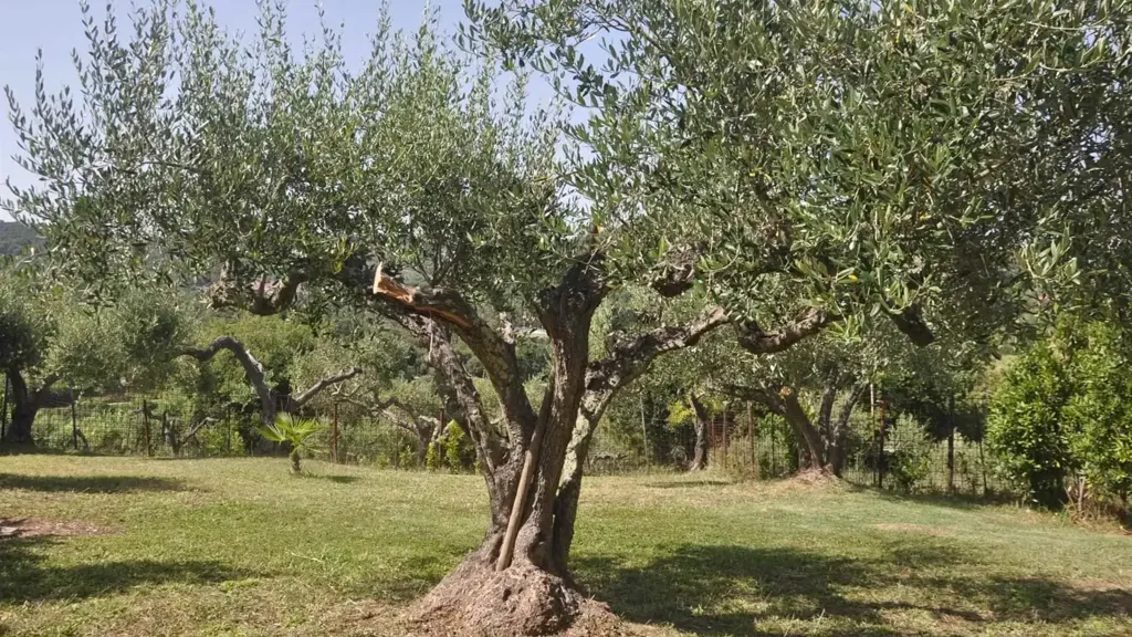 Jardin - Villa with 360° View in Rosignano Marittimo
