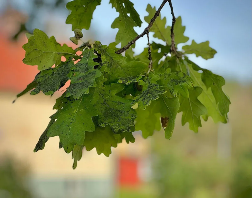 5-toaline maja asukohas Ljusdals kommun