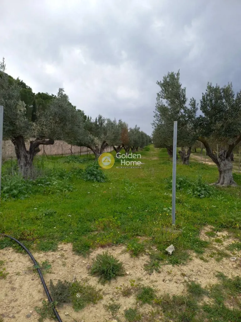Aed - Agricultural Plot with Sea View in Markopoulo
