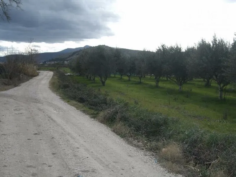 Aed - 4-Acre Olive Grove in Skaftidaki, Argos
