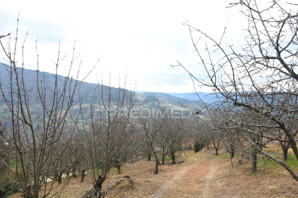 Jardin - Douro Vineyard with Water Source in Resende