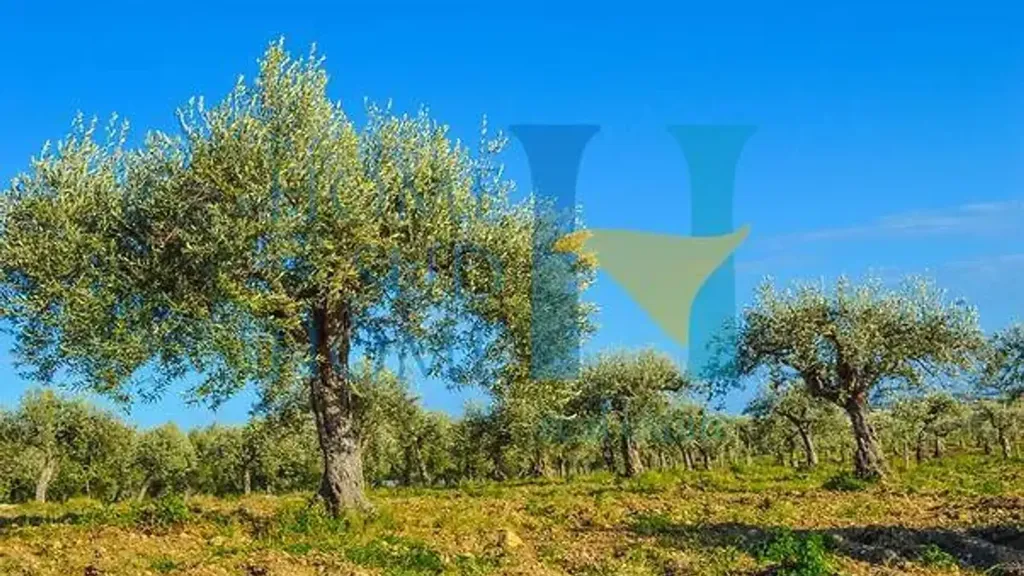 Garden - Villa with Olive Grove in Noto