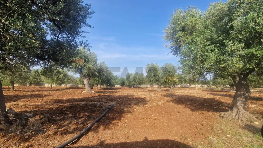 Aed - Rural Building with Olive Grove in Monopoli