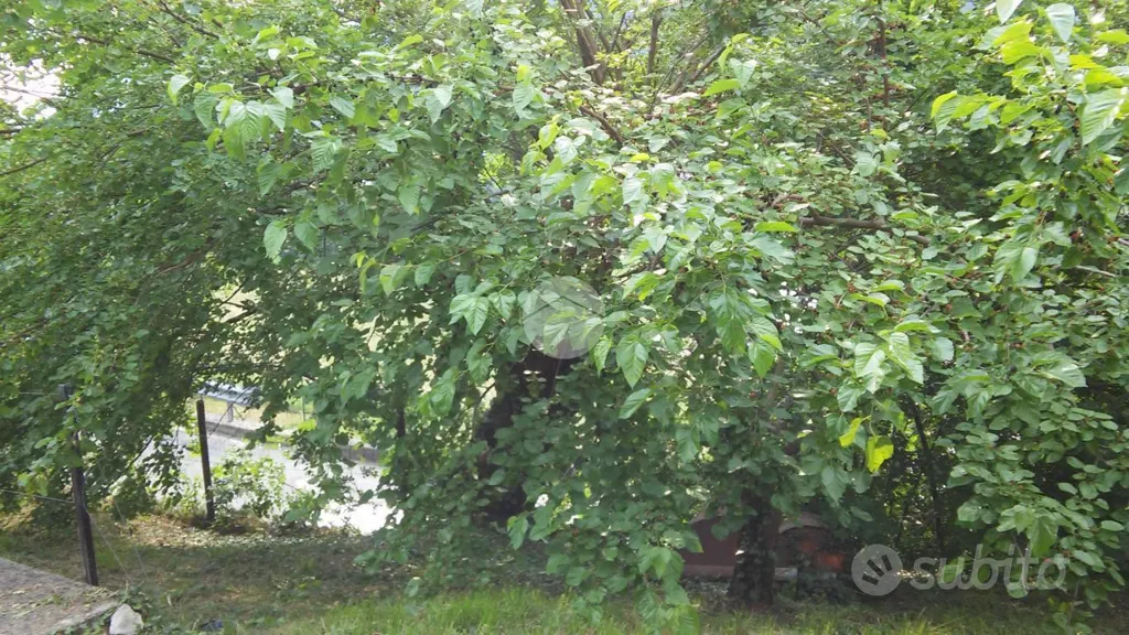 Garden - Buildable Plot in Quiet Area, Grone