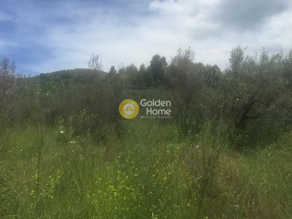 Aed - Agricultural Plot with Olive Trees in Avgoria