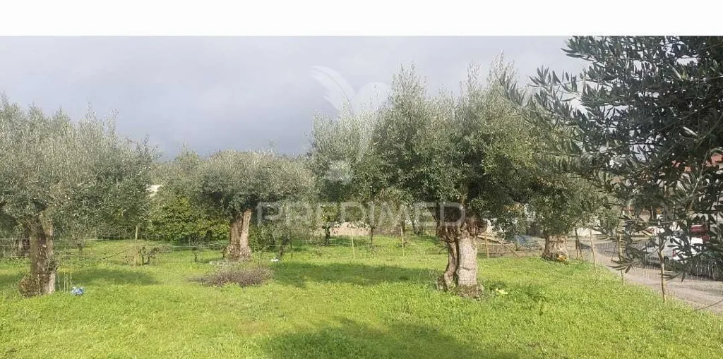 Jardin - Rural Plot with Olive Trees in Lapinha, Praia do Ribatejo
