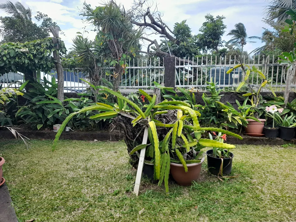 Jardin - Maison Jumelée avec Jardin à Quartier-Français